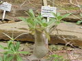 Pachypodium horombense, im Botanischen Garten