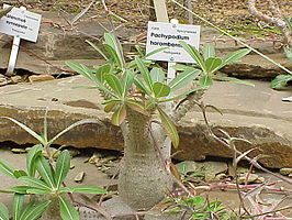 Pachypodium horombense