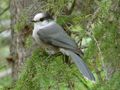 Szürke szajkó (Perisoreus canadensis)