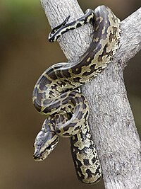 snake in trees