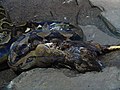 Reticulated python Python reticulatus at Wilmington's Cape Fear Serpentarium, it is eating a chicken