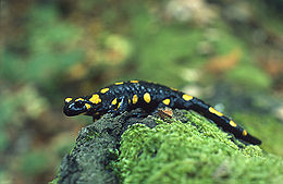 Foltos szalamandra (Salamandra salamandra)