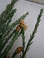 Sequoiadendron giganteum male cones