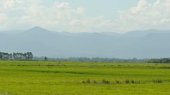 The Pampas grasslands.