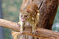 Spotted Tail Quoll 2011.jpg