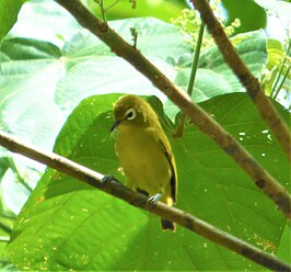 Vanuatubrilvogel