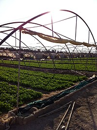 Vegetable farm in Wafrah