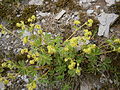 Alchemilla alpina