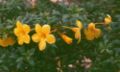 Goldtrompete (Allamanda cathartica)