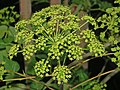 Close-up of inflorescence of Peucedanum verticillare