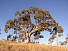 Eucalyptus bridgesiana (Apple box ) tree photographed on Red Hill, Australian Capital Territory.