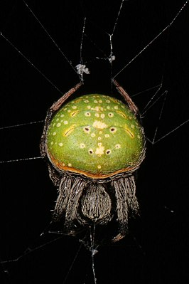 Araneus apricus