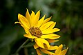 Balsamorhiza sagittata with pollen in the center