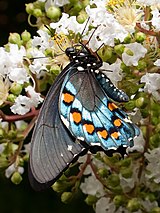 Pipevine swallowtail butterfly