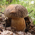 Boletus aereus