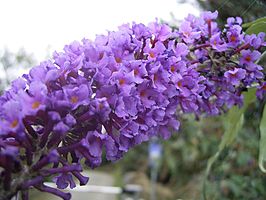 Buddleja