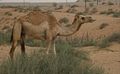 Camels in Dubai 3.jpg