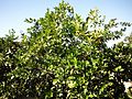 Citrus greening on a mature tree