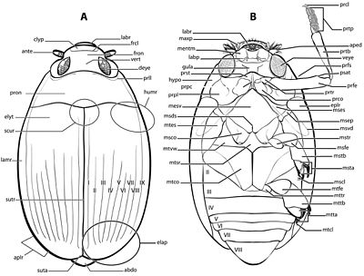 Budowa krętaka z rodzaju Dineustus. Epipleuron pokrywy podpisany eplr, a epipleuron przedplecza (hypomeron) podpisany hypo