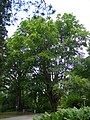 Orient-Buche im Botanischen Garten Freiburg