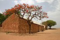 Image 3A Flame tree against brick building in Mali  4. Tree  3 is Delonix regia commonly known as Royal Poinciana.
