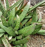 Gasteria carinata