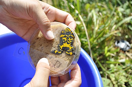 Charakteristisches Muster einer Gelbbauchunke Bombina variegata