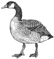 Goose (PSF).png