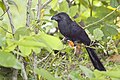 Riefenschnabelani (Crotophaga sulcirostris)