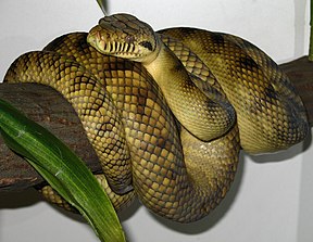 Neuguinea-Amethystpython (Morelia amethistina)