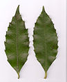 Leaf of Illawarra socketwood (left), common sassafras (right)