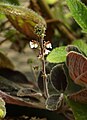 Gloxinia erinoides