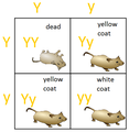 Lethal yellow coat allele in mice