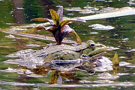 Geschützte Amphibien sind zahlreich vertreten