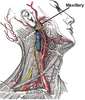 Maxillary artery