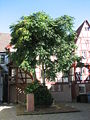 Mosbach, Synagogenplatz (Juli 2007)