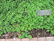 Majoran (auch Origanum syriacum, Origanum dictamnus) (ähnlich ist Satureja thymbra, Thymbra spicata, Kopfiger Thymian)