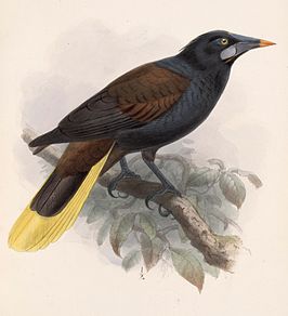 Zwarte oropendola