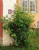 Gedenktafel und Rose Elisabeth am Welfenschloss Münden