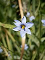 Sisyrinchium angustifolium close-up