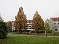 Zwei Pyramideneichen, ursprünglich beiderseits der in der Reichskristallnacht zerstörten Chemnitzer Synagoge stehend