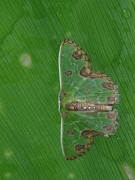 Synchlora gerularia