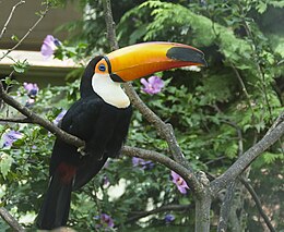 Óriástukán (Ramphastos toco)