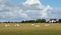 between Zuid Eierland and De Koog, sheep in the meadow