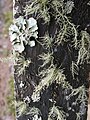 2.7 vermutlich Parmelia spec. und Usnea spec. (T)