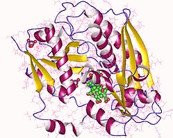 Porphobilinogen-Desaminase