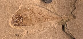 Allenypterus montanus. Heath Formation, Bear Gulch, Montana (USA). At the Royal Tyrrell Museum of Palaeontology.