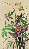 Illustration by John James Audubon