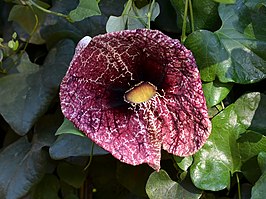 Aristolochia littoralis