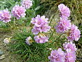 4204 Kristiansand strandnellik Armeria maritima[3]